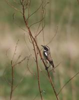 ����� ������� (Saxicola rubetra)